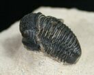 Gerastos Trilobite Fossil From Foum Zguid - #10998-1